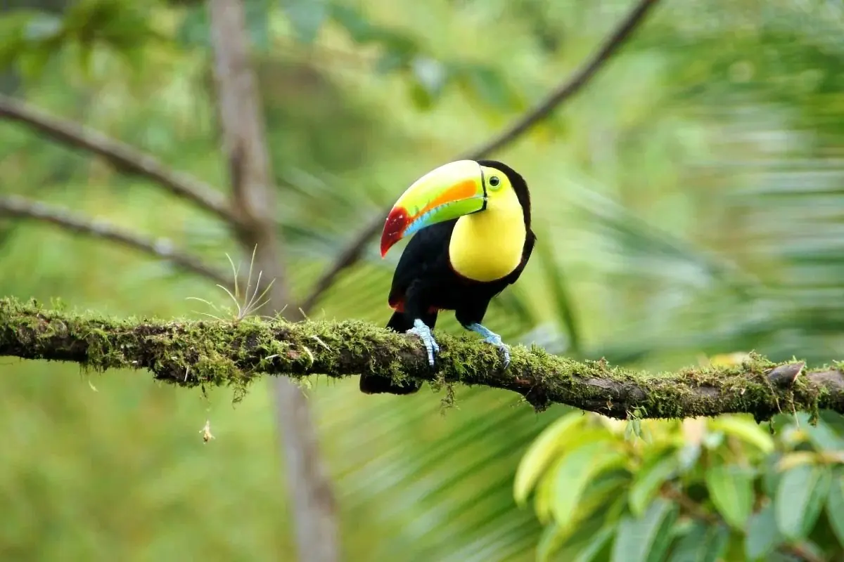 Keel-billed toucan on a mossy branch