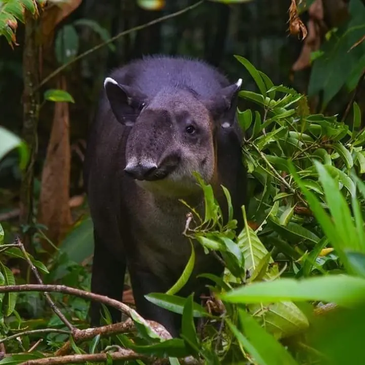 Corcovado National Park, Costa Rica