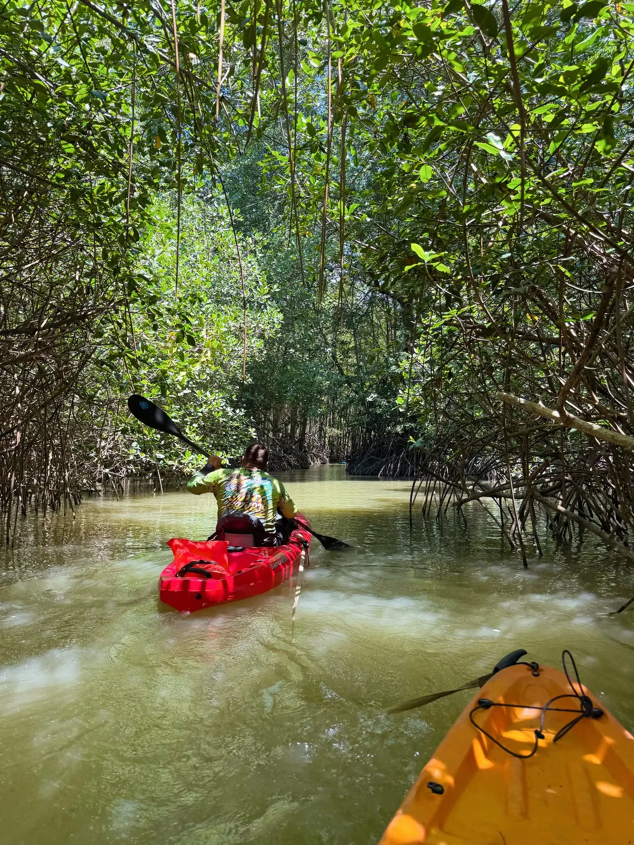 Kayaking through mangrove channels