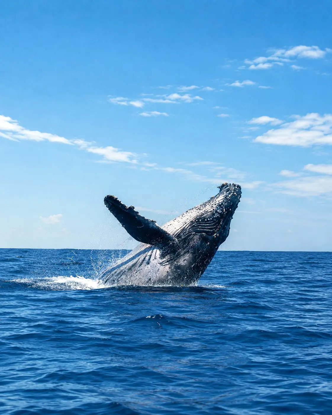 Humpback whale breaching offshore