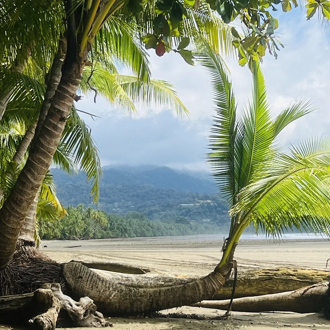 Palms and dark sand at Playa Uvita, mountains beyond