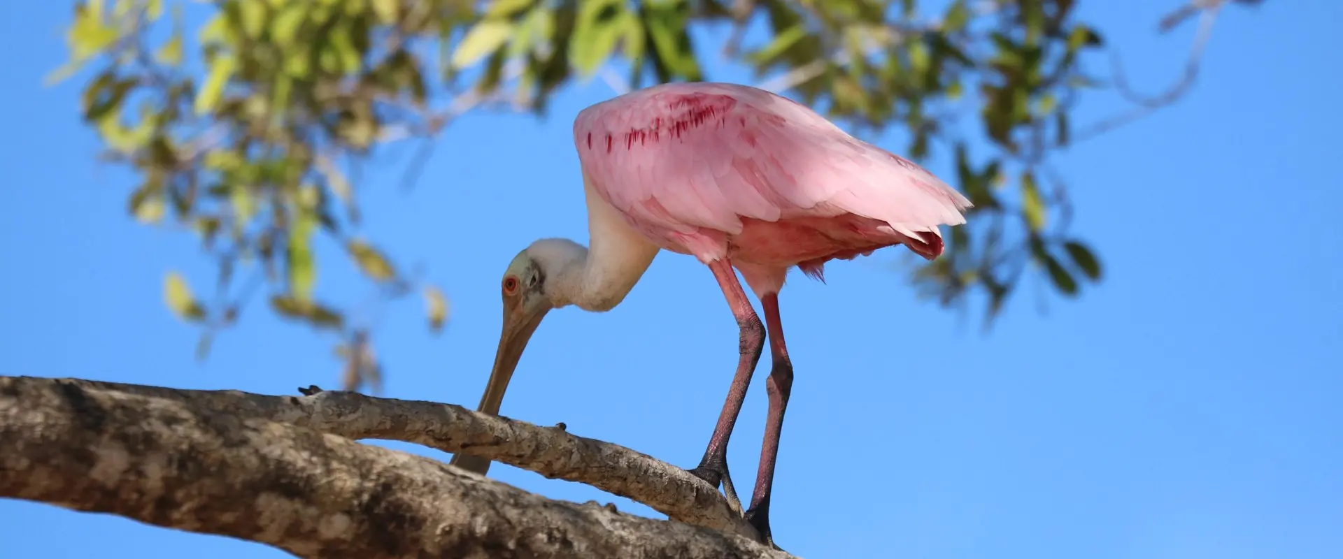 Roseate spoonbill on the Sierpe River