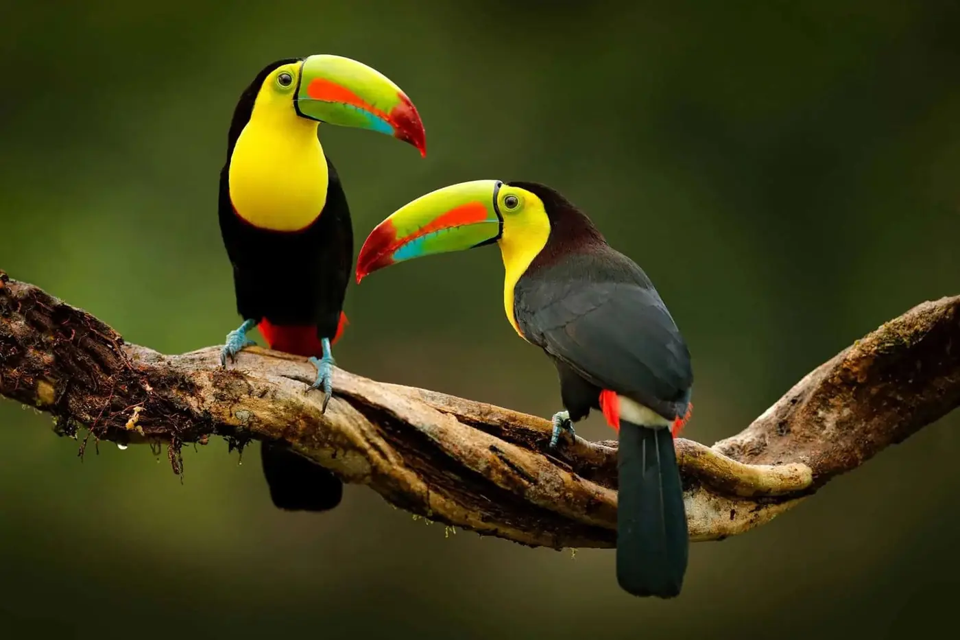 Keel-billed toucan in the rainforest near El Castillo