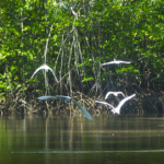 Caiac prin mangrove