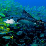 Snorkeling pe insula Caño